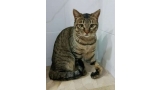 Gato mestizo. Mai.
