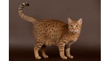 Ocicat.  Ocicat.