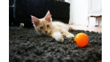 Joven gato Maine Coon jugando con una bola