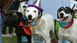 Hoy celebran el Día del Perro en Perú