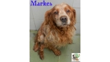 Spaniel Bretón. Markes.