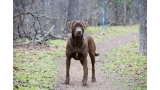 Labrador Retriever color chocolate parado Labrador Retriever color chocolate parado