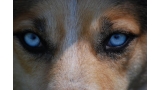 Ojos de can
