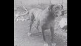 Dogo Canario. Colorado  Colorado, 1975 Ejemplar típico de la línea de Juan Santana Álamo. Descuella la excelente proporción de la cabeza y su expresión