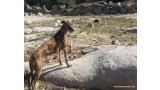 Galgo Español. Rey.  Perro en adopcion que busca casa. Galgo Español. Rey.  Perro en adopcion que busca casa.