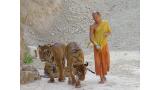 Rescatan varios tigres en Tailandia de un templo vinculado al tráfico ilegal de vida silvestre.