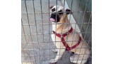 Peyo.  Perro en adopcion que busca casa.