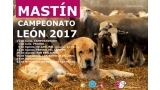 MASTÍN CAMPEONATO LEÓN 2017