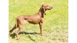 Sabueso Italiano de Pelo Corto. 