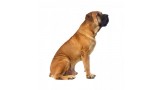 Boerboel. 