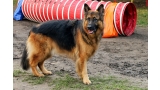 Pastor alemán practicando agility