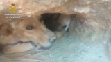 Una perra de raza labrador tuvo una camada con nueve cachorros y los cuidaba en el interior de un agujero o madriguera excavado en el suelo.