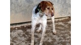 KARA.  Perro en adopcion que busca casa.