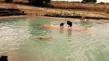 Se abre la primera piscina para perros en Madrid.