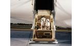 Viajar con mascotas