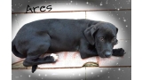 Perro mestizo. Ares.