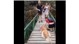 Dueña enseña a su perro como cruzar un puente colgante (Foto Captura del vídeo)