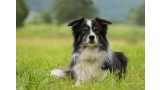 Border Collie.