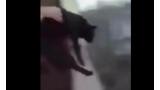 Joven lanza a un gato desde un cuarto piso y lo publica en redes sociales