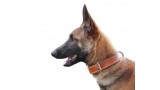 Pastor Belga. Malinois