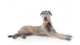 Irish Wolfhound. 