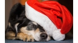 Perro durmiendo con gorro de Navidad