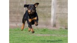 Rottweiler.
