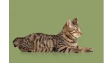 Kurilian Bobtail . 