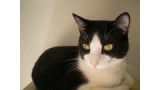 Jack.  Gato en adopcion que busca casa.
