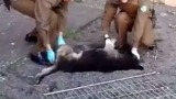 Funcionarios policiales prestando ayuda al perro lanzado de un 3er. piso (Foto Captura video)