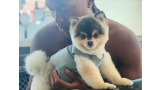 Spitz Alemán de Pomerania y Keeshond. Daniel Sturridge junto a Lucky Lucci (Fuente  Instagram)