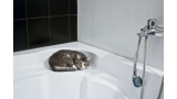 gato en la bañera