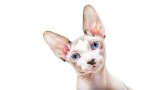Sphynx.  Sphynx.