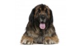 Leonberger. 
