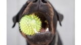 Rottweiler con una pelota
