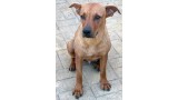 Duna.  Perro en adopcion que busca casa.