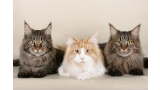 Tres ejemplares de Maine Coon