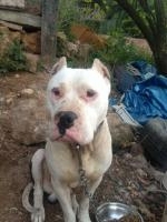 Cruce de Dogo Argentino. JUNCO