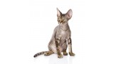Devon Rex. 