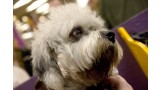 Dandie Dinmont Terrier. audrey_sel