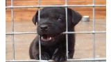 Cachorro Labrador Retriever mordiendo los barrotes de su caja