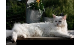 Ejemplar de Maine Coon de color blanco tumbado