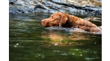 Chesapeake Bay Retriever.