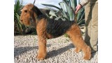 Airedale Terrier. S