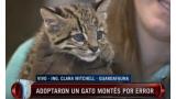 Una familia adopta por equivocación a un gato salvaje con tendencia a comportarse de forma agresiva.
