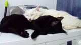 Gatos Negro Y Blanco. Gato en adopcion que busca casa.