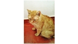 Gato mestizo. Papelillo
