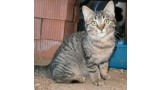 Soria.  Gato en adopcion que busca casa.