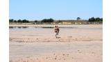 Perro Beagle corriendo en la playa