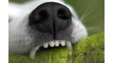 Perro mordedura colmillos